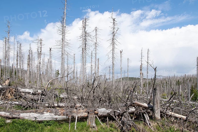 Spruce monoculture, standing and lying dead spruces after bark beetle infestation at the Brocken, incipient natural regeneration, Harz National Park, Germany, Europe