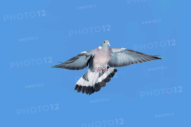 Wood Pigeon (columba palumbus), Adult in Flight against Blue Sky