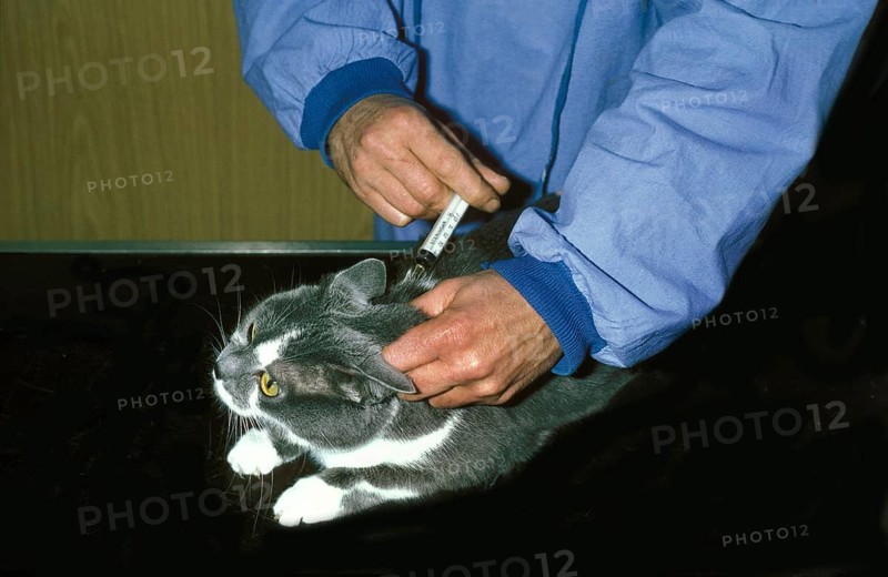 Domestic Cat and Veterinary doing Vaccination