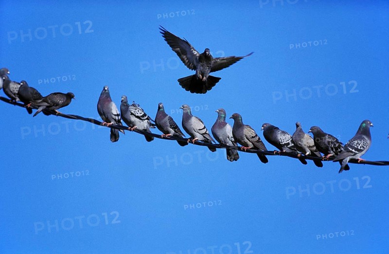 Pigeons (columba livia)