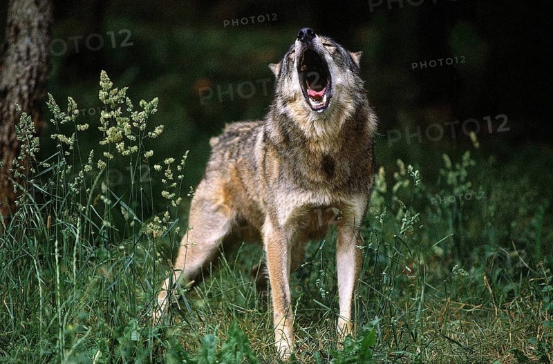 EUROPEAN WOLF (canis lupus), ADULT HOWLING