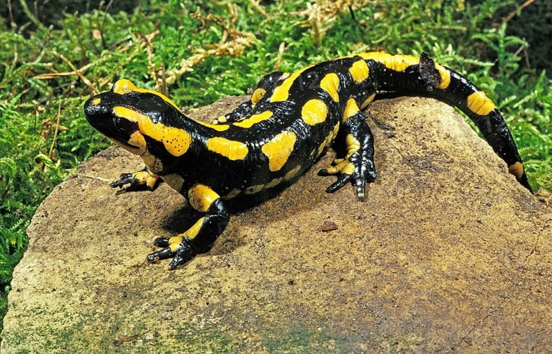 Fire Salamander (salamandra salamandra), Adult standing on Stone