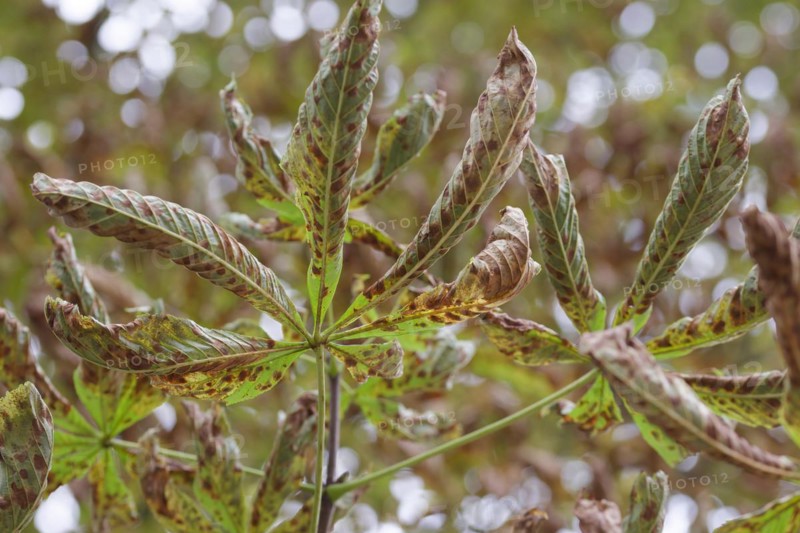 Horse chestnut leaves, damaged leaves by the horse chestnut leaf miner (Cameraria ohridella), Schwäbisch Hall, Hohenlohe, Heilbronn-Franken, Baden-Württemberg, Germany, Europe