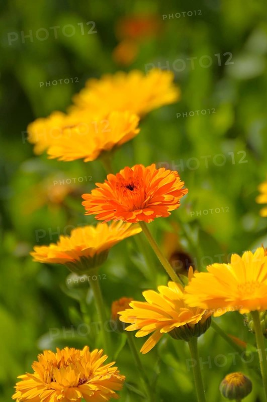 Marigold in the Garden, marigolds (Calendula officinalis)