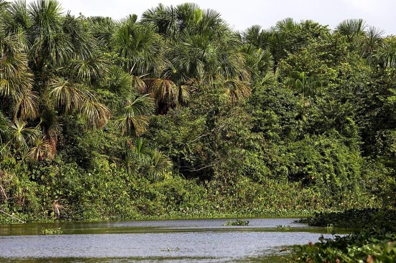 Forest and river at the Orinoco Delta in Venezuela