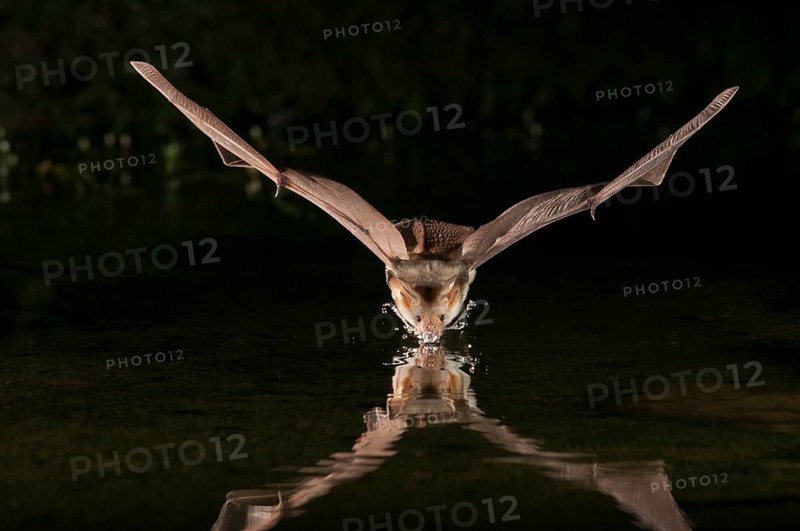 Pallid bat (Antrozous pallidus), Green Valley, Arizona, USA, found from western Canada to central Mexico, North America