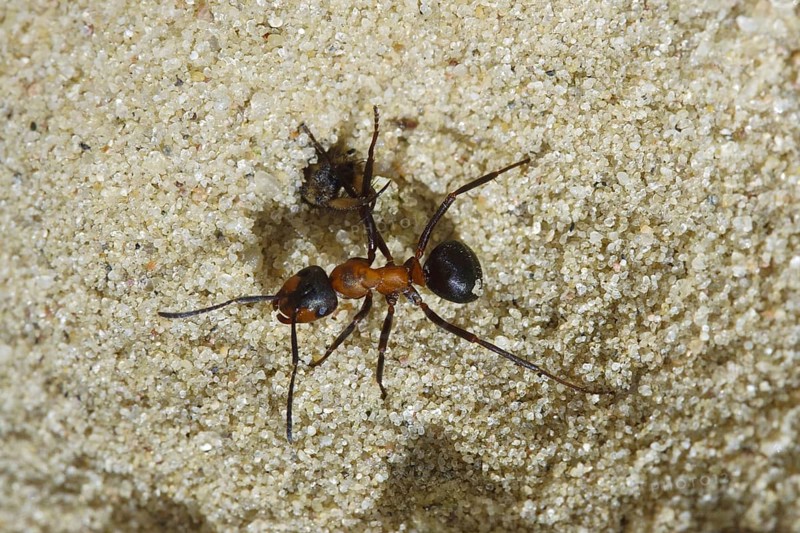 Ant lion, lion attacks ant (Myrmeleon obscurus) (Morter obscurus)