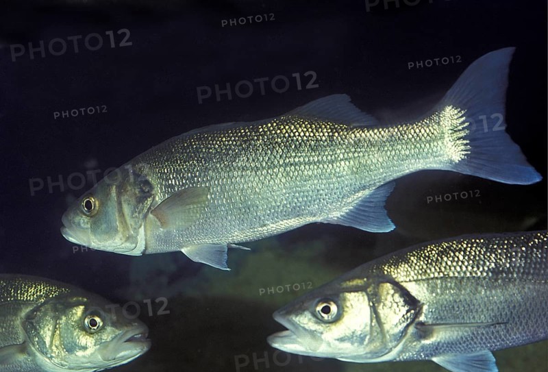 European sea bass (dicentrarchus labrax), European sea bass, Other animals, Fish, Perches, Animals, Sea bass