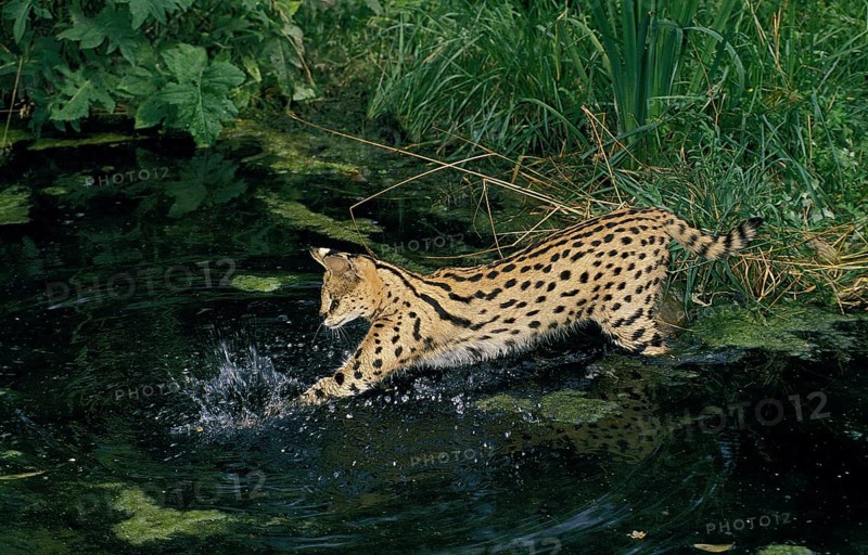 Serval (leptailurus serval), ADULT FISHING