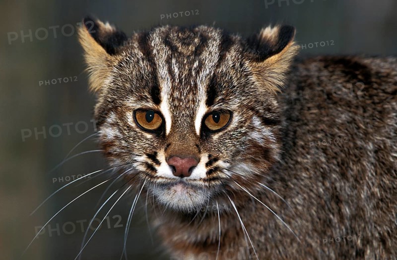 Amur Leopard Cat (prionailurus bengalensis) or Siberian Leopard Cat euptilura, Portrait of Adult
