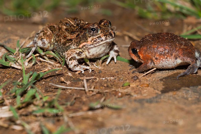 Tremolo Sand Frog, juvenile, and Bushveld Rain Frog, juvenile, blown up for defence, Hidden Valley, KwaZulu-Natal, South Africa (Tomopterna cryptotus) (Breviceps adspersus)