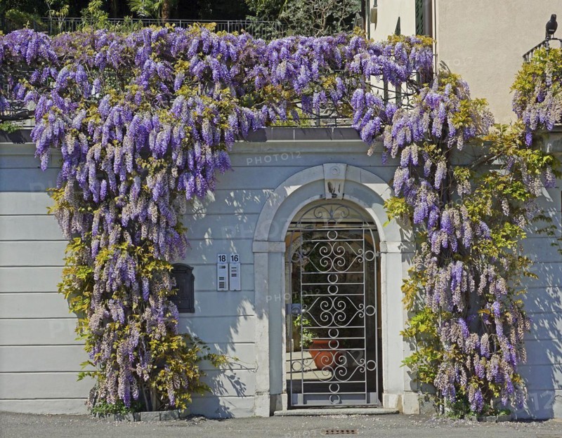 Flowering blue rain, Wisteria, on house facade, Tremezzo, Lago di Como, Lake Como, Lombardy, Italy, Europe