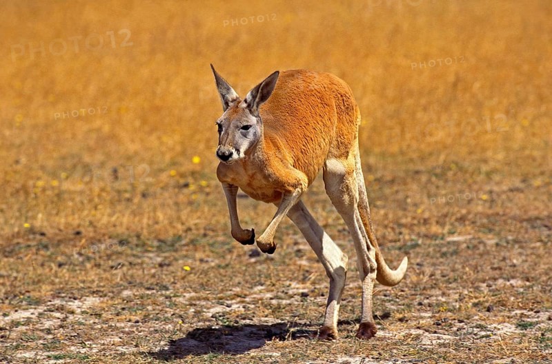 RED KANGAROO (macropus rufus), ADULT STANDING ON HIND LEGS, AUSTRALIA