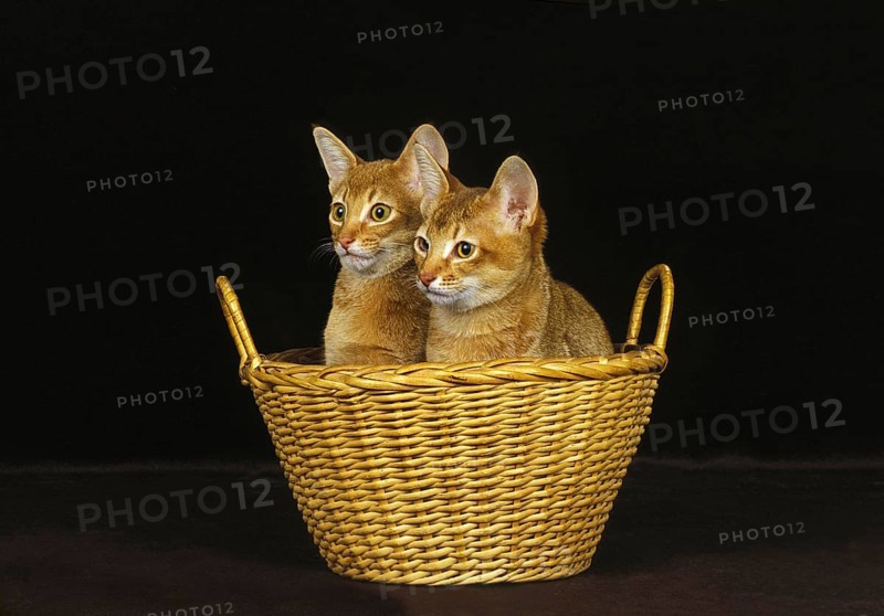 Red Abyssinian Domestic Cat, Kittens in Basket against Black Background