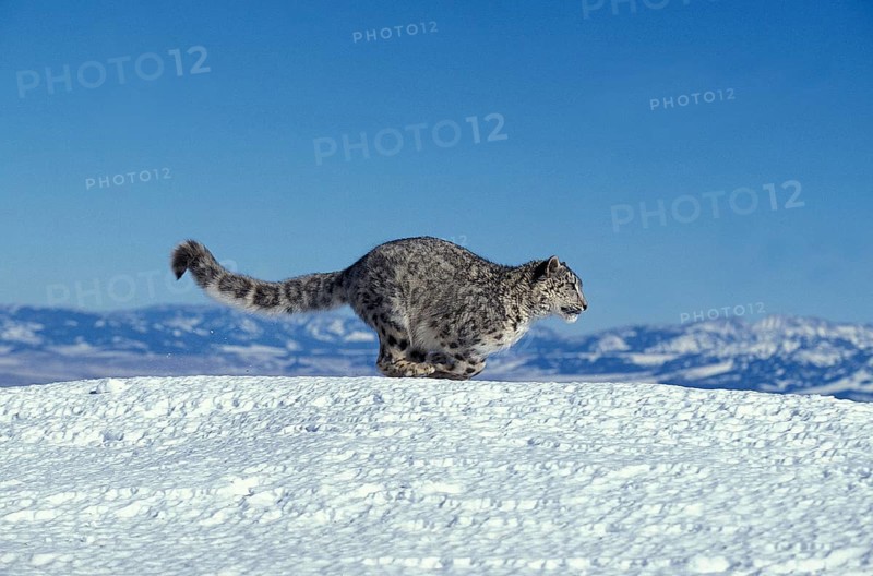 Snow Leopard or Ounce, uncia uncia, Adult running on Snow