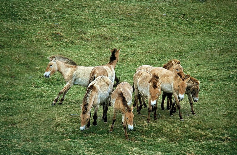 Przewalski Horse, Herd