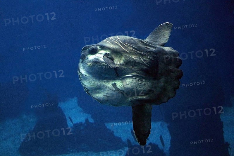 Sunfish (mola mola), Adult