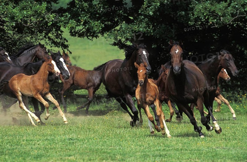 English Thoroughbred, Herd Galloping, Normandy