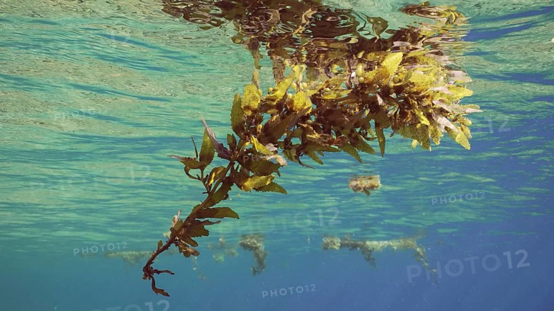Close up of fragments of Seaweed Brown (Sargassum) drifting on water surface on daytime in bright sun rays, underwater view, Red sea, Egypt, Africa