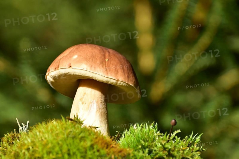 King bolete (Boletus edulis) growing on a moss cushion in autumn, Hunsrück, Rhineland-Palatinate, Germany, Europe