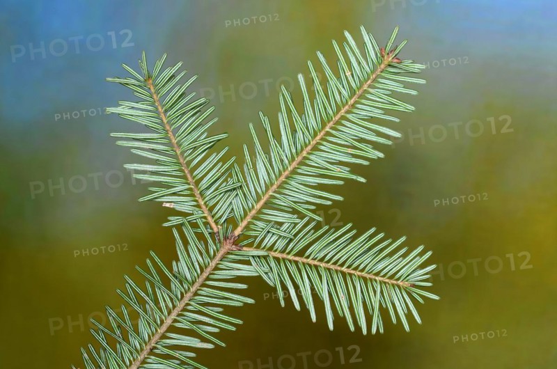 European silver fir (Abies alba), needles, branch