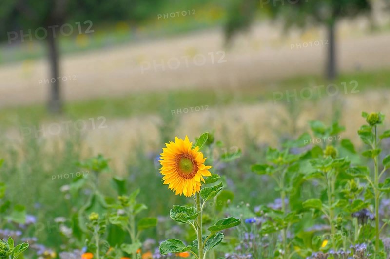 Sunflower (Helianthus annuus), single sunflower in the (phacelia) field, lacy phacelia (Phacelia tanacetifolia)
