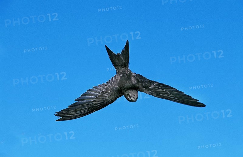 Common swift (apus apus), adult in flight against blue sky