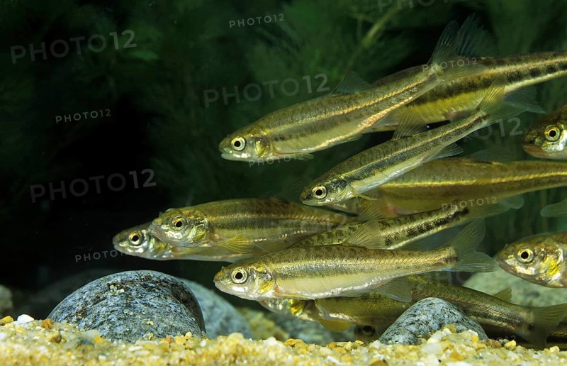 Minnow, Common minnows (phoxinus phoxinus), Minnows, Minnows, Common minnows, Minnows, Pills, Animals, Other animals, Fishes, Carp-like, Minnow, Group of Adults