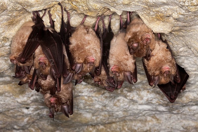 Greater Horsehoe Bat (rhinolophus ferrumequinum), Colony Hibernating in a Cave, Normandy