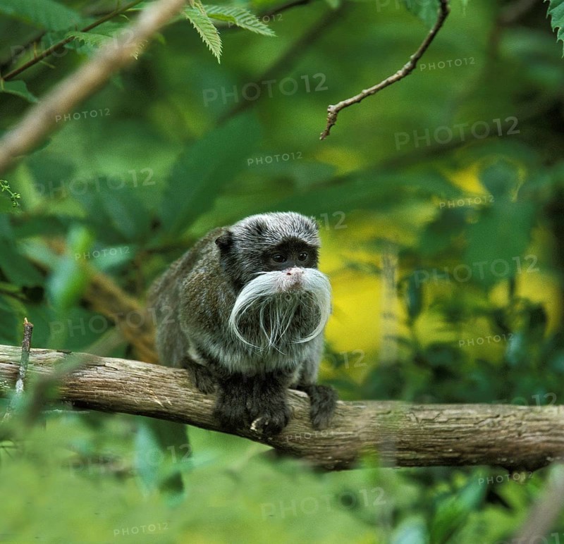 Emperortamarin (saguinus imperator), adult on branch