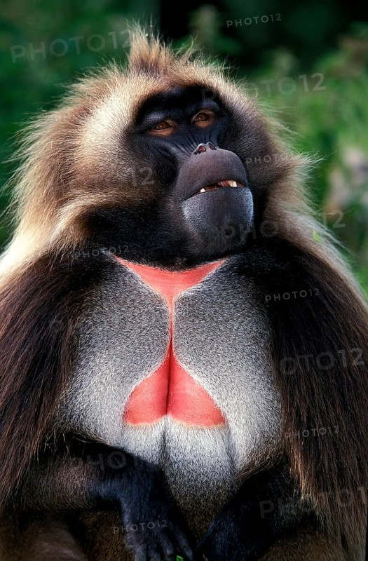 GELADA BABOON (theropithecus gelada), PORTRAIT OF MALE