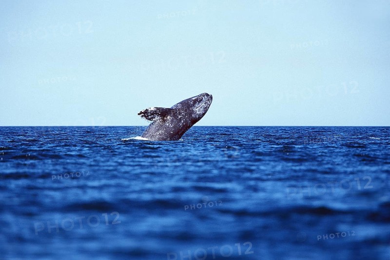 Gray whale (eschrichtius robustus), ADULT, BAJA CALIFORNIA IN MEXICO