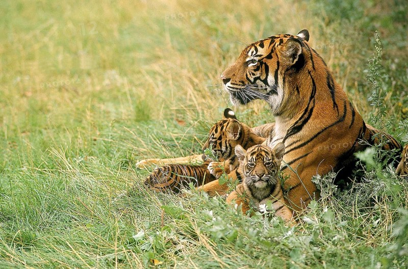 Sumatran tiger (panthera tigris sumatrae), mother with young