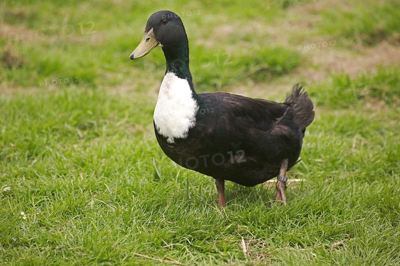 Duclair domestic duck, a French breed from Normandy
