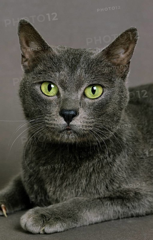 Portrait of the domestic cat Korat