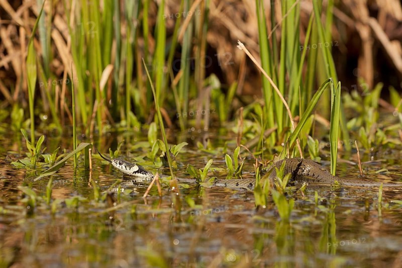 Grass snake (Natrix natrix) Rhineland-Palatinate, Germany, Europe