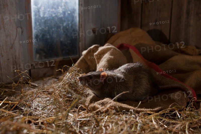 Rat (Rattus norvegicus forma domestica), in barn, Rhineland-Palatinate, Germany, Europe