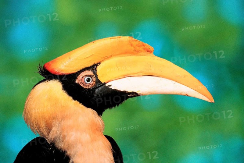 Greater Indian great hornbill (Buceros bicornis), female, side, profile