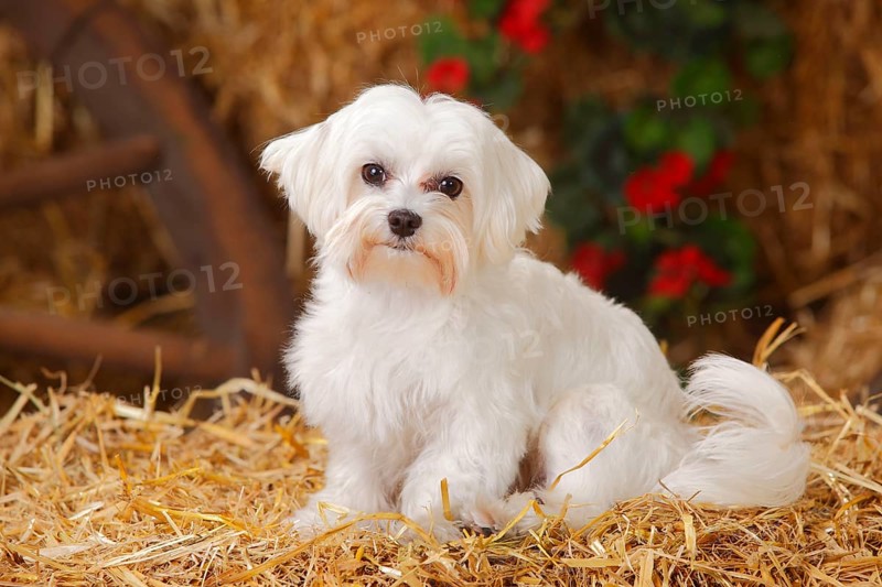 Maltese