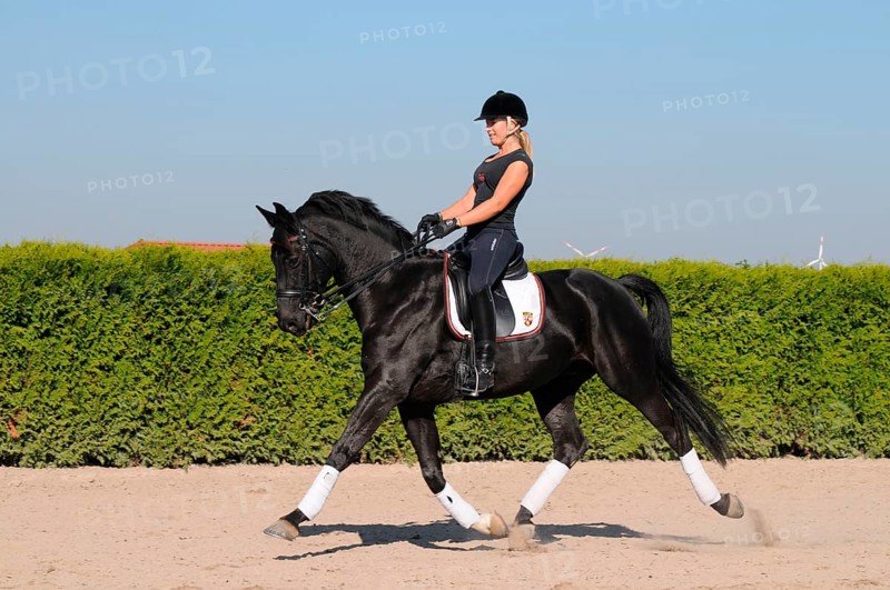 Rider and Westfalian Warmblood, black horse, dressage training, trotting reinforcement, Westfalian Warmblood, German Warmblood, Westfalian, curb bit, outdoor riding arena, dressage, dressage riding, riding helmet, lateral