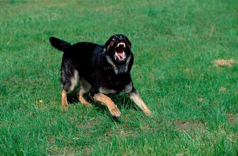 German Shepherd or Alsatian