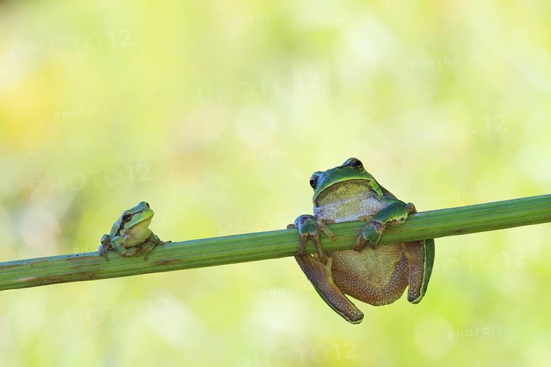 Two European Treefrogs (Hyla arborea) perched on a blade of grass, Tyrol, Austria, Europe