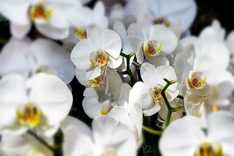Butterfly orchid (Phalaenopsis hybrid), in a garden centre, Allgäu, Bavaria, Germany, Europe