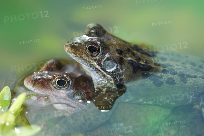 Two pairing common frogs in the pool
