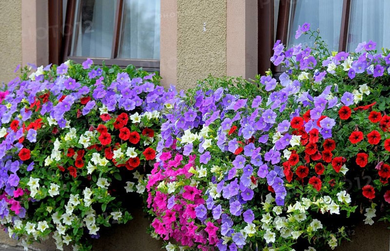 Baden-Württemberg, Black Forest Petunias at the window outside