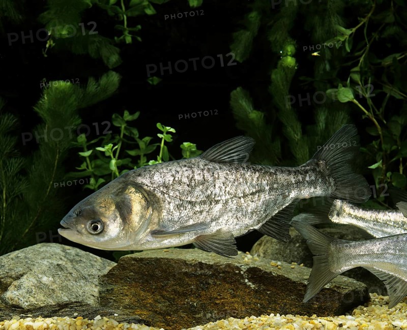 Silver Carp (hypophthalmichthys molitrix)