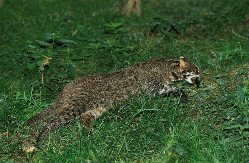 Leopard cat (prionailurus bengalensis), adult with fish in mouth