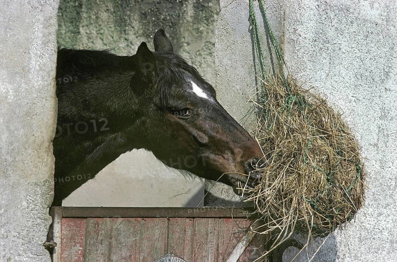 Horse in Loose box eating Hay
