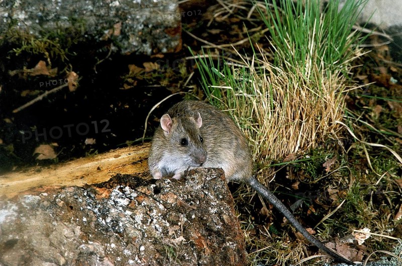 BROWN RAT (rattus norvegicus)