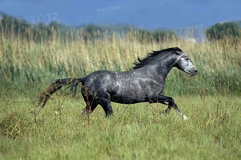 Lipizzan Horse Galloping Through Meadow
